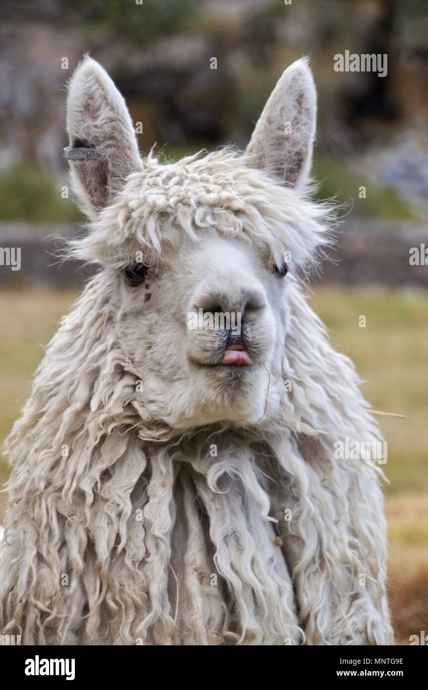 Peru colca canyon llamas hi res stock photography and images Alamy Peru colca canyon llamas hi res stock photography and images Alamy