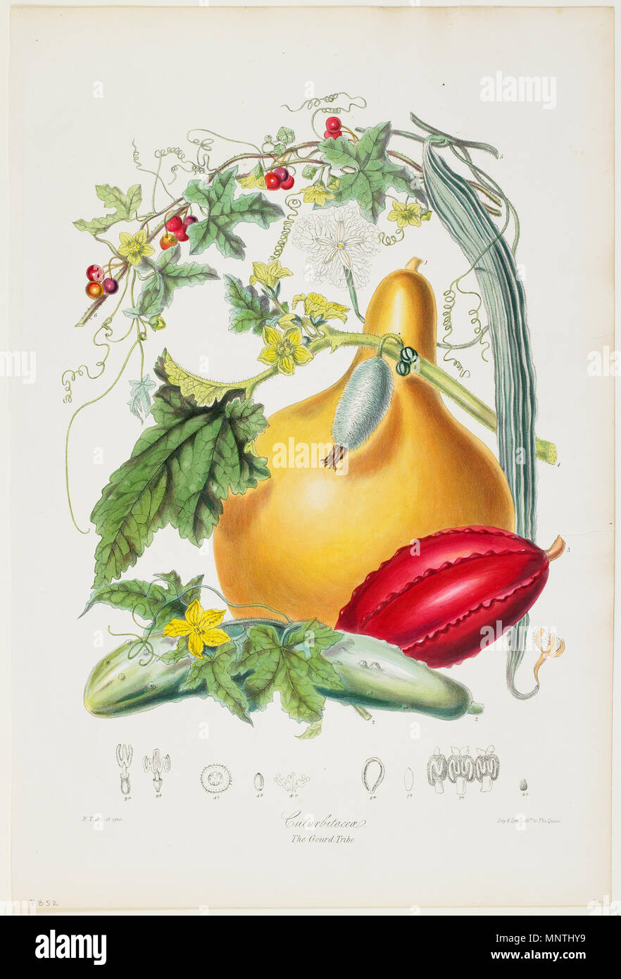 Elizabeth Twining, British, 1805 - 1889; Cucurbitaceae, The Gourd Tribe,  from Illustrations of the Natural Orders of Plants; 1849-1855; Hand-colored  lithograph; 16 x 10 1/4 in. (40.64 x 26.04 cm) (image); Minneapolis