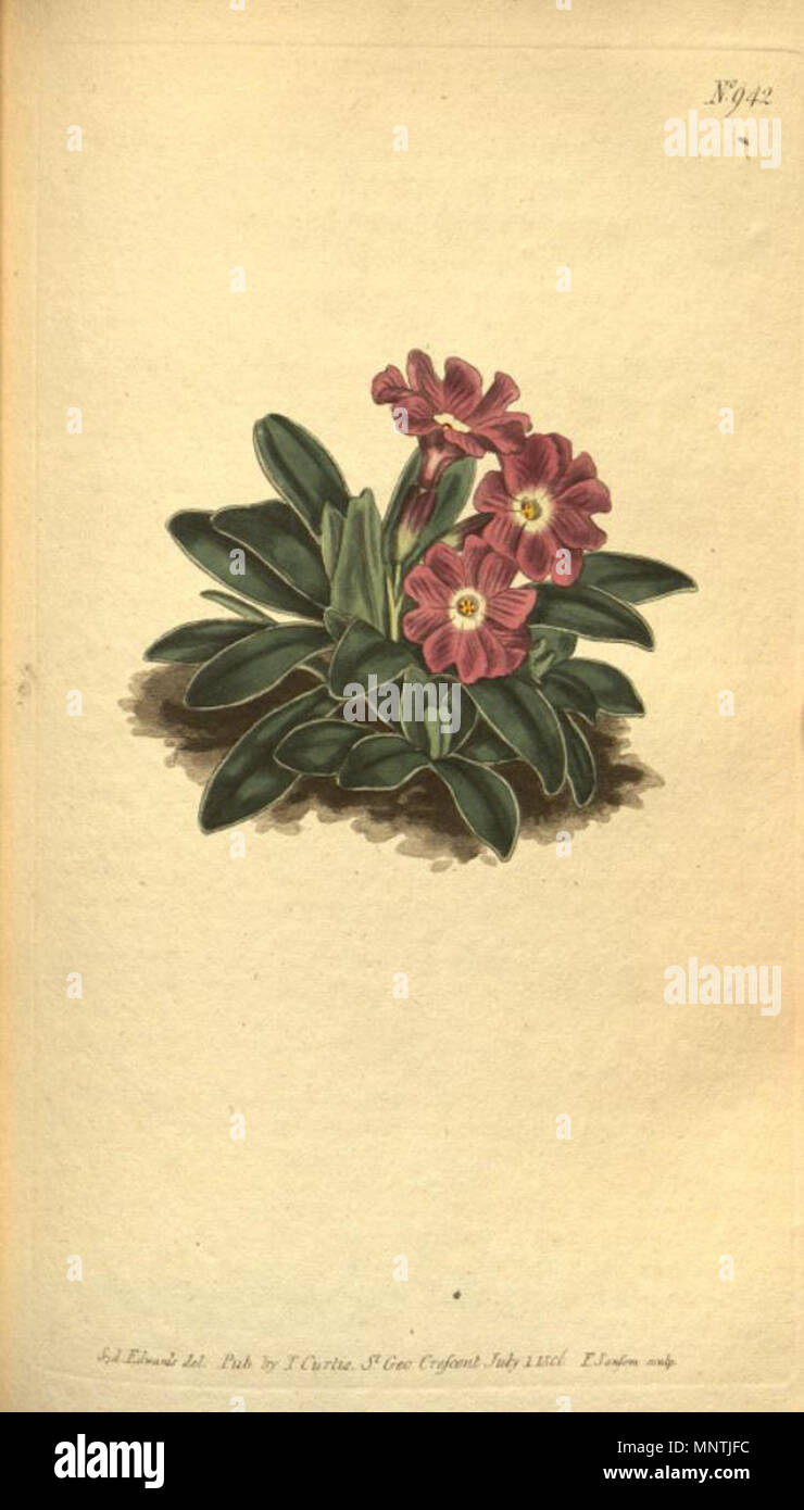 . Illustration of Primula integrifolia . 1806. John Sims (1749-1831) 1028 Primula integrifolia Stock Photo