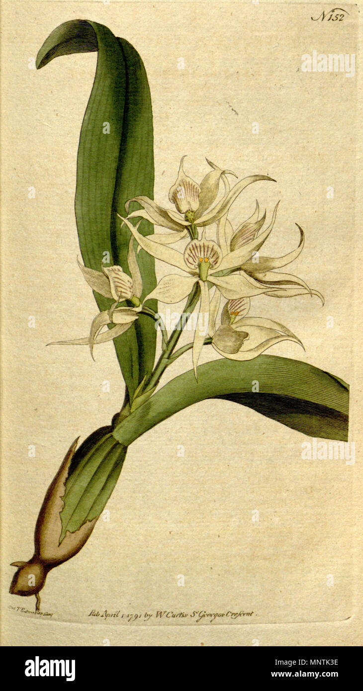 . Illustration of Prosthechea fragrans (as syn. Epidendrum cochleatum Curtis, sensu auct., non Linn.) . 1792. Sydenham Edwards (1768-1819) 1031 Prosthechea fragrans (as Epidendrum cochleatum Curtis)-Curtis 5-152 (1792) Stock Photo