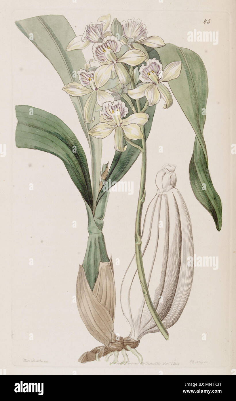 . Prosthechea radiata (as syn. Epidendrum radiatum) . 1844. Miss Drake del., G. Barclay sc. 1031 Prosthechea radiata (as Epidendrum radiatum)-Edwards vol 30 pl 45 (1844) Stock Photo