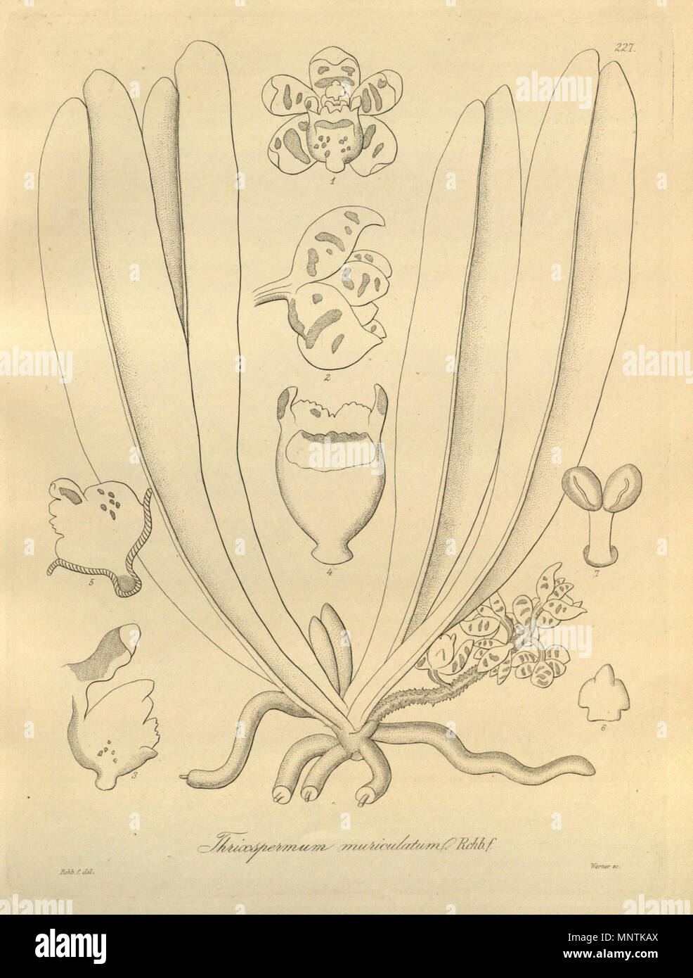 . Illustration of Pteroceras muriculatum (as syn. Thrixspermum muriculatum) . 1900 (book), 1883 (this plate). Friedrich Wilhelm Ludwig Kränzlin (1847-1934) and  Heinrich Gustav Reichenbach  (1824–1889)      Alternative names Rchb.f.  Description German-Saxon botanist, pteridologist, ornithologist and university teacher  Date of birth/death 3 January 1824 6 May 1889  Location of birth/death Dresden Hamburg  Work location Leipzig  Authority control  : Q62820 VIAF: 77066171 ISNI: 0000 0000 8396 1069 LCCN: n79125882 NLA: 35749194 Botanist: Rchb.f. WorldCat 1032 Pteroceras muriculatum (as Thrixsper Stock Photo