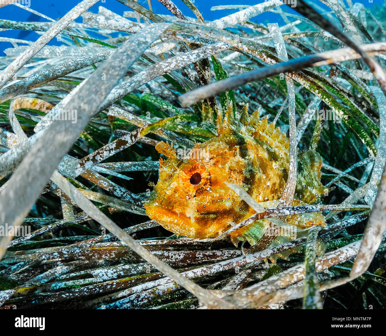 black scorpionfish, Scorpaena porcus, hiding in seagrass, Xwejni Bay, Gozo, Malta, Mediterranean Sea, Atlantic Ocean Stock Photo