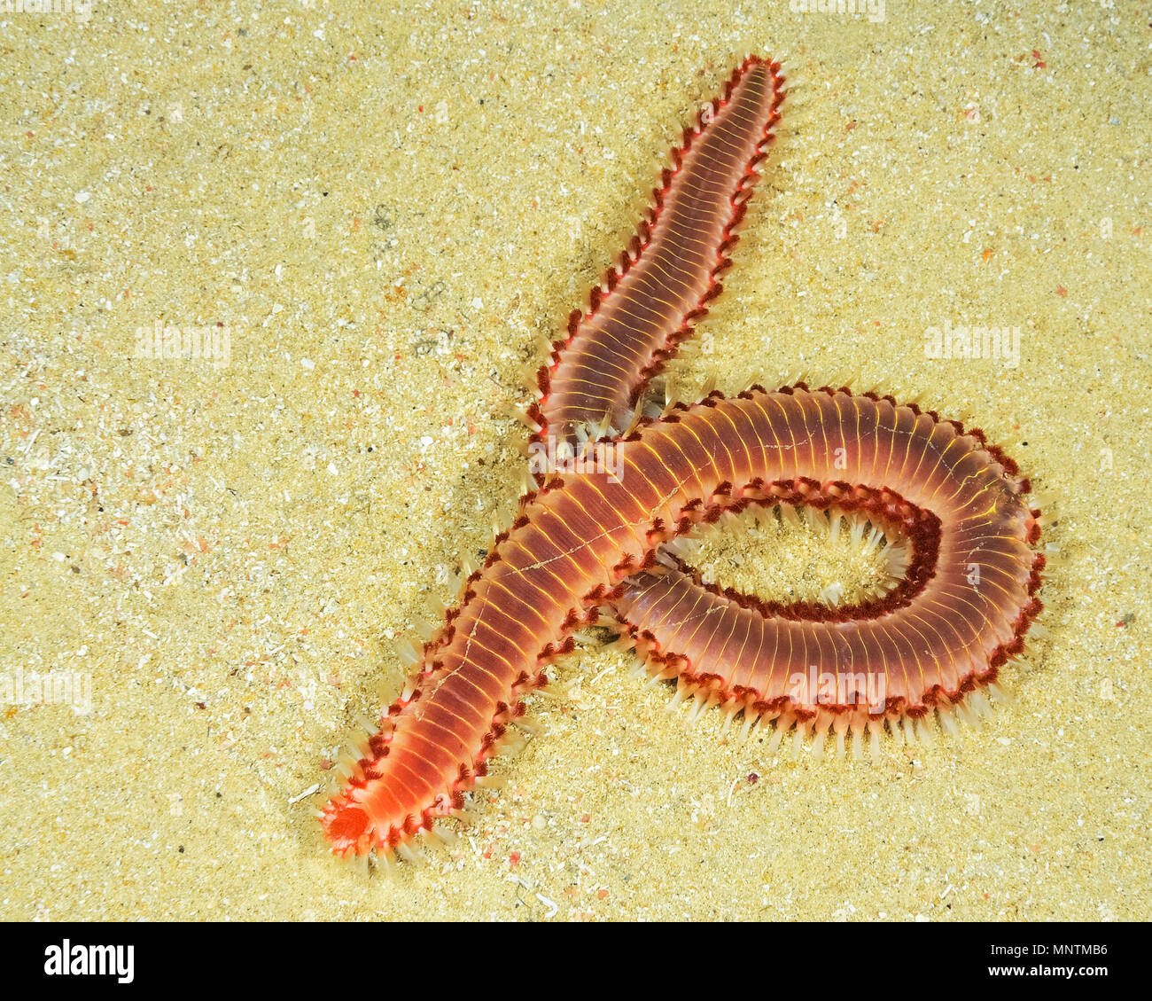 bearded fireworm, Hermodice carunculata, Xwejni Bay, Gozo, Malta, Mediterranean Sea, Atlantic Ocean Stock Photo
