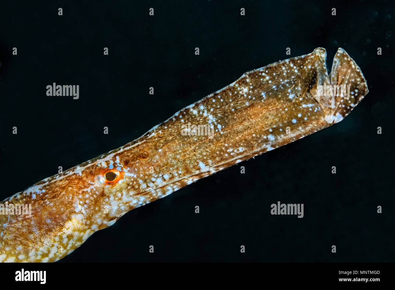 broadnosed pipefish, Syngnathus typhle, Xwejni Bay, Gozo, Malta, Mediterranean Sea, Atlantic Ocean Stock Photo
