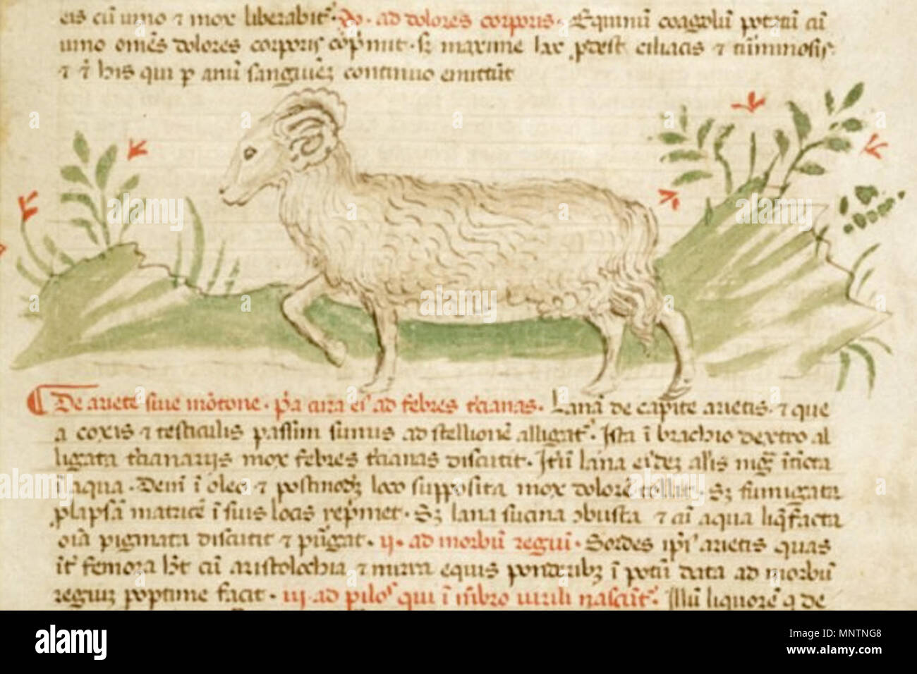 . English: Ram (Ovis ariete) with a long body, front leg bent at the knee, curly white pelt. Rubricated text immediately following upper image: De ariete sive montone Rubricated text to the right of lower image: De capro sive becho . circa 1400, Lombardy. Sextus Placitus, Liber medicinae ex animalibus. 1041 Ram ca. 1400 Stock Photo