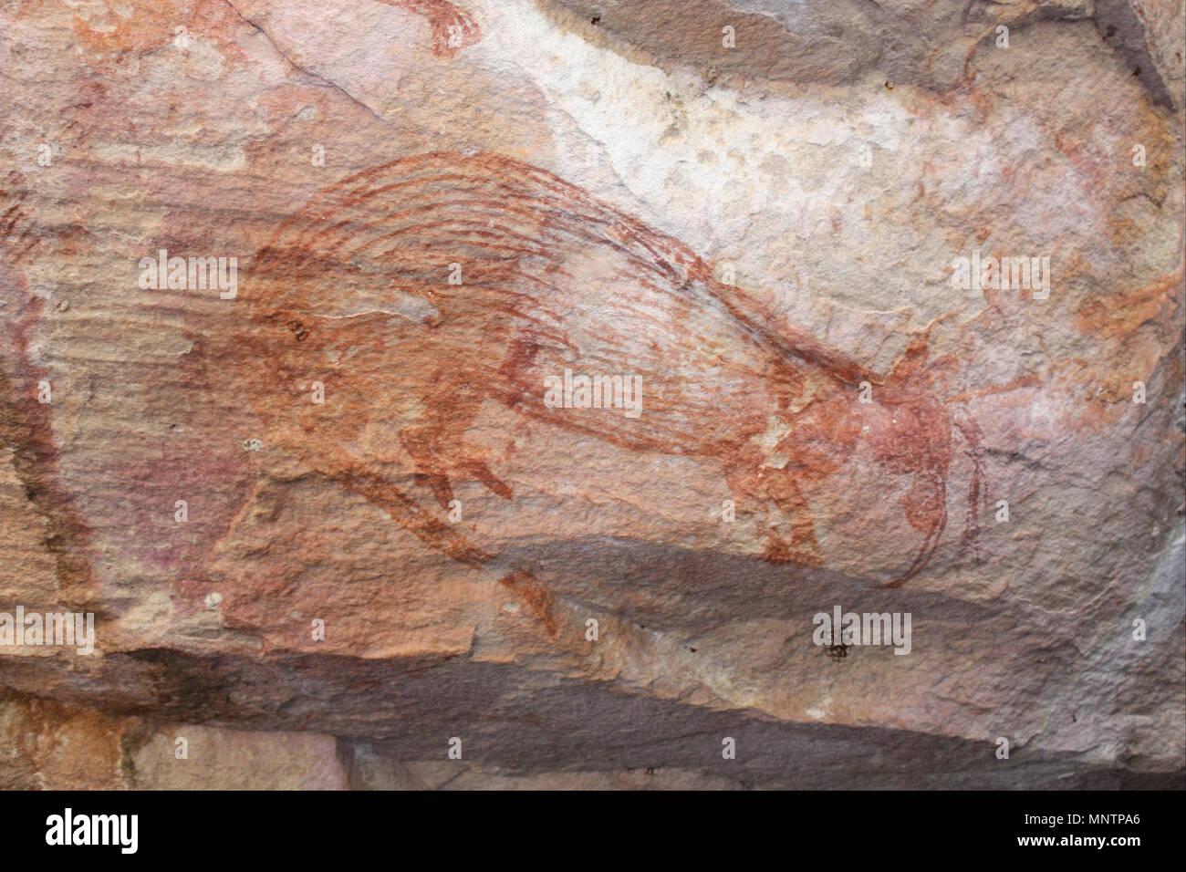 Red wallaby with joey's legs sticking out of pouch   (-4000 - -2000).   1045 Red wallaby with joey's legs sticking out of pouch - Google Art Project Stock Photo