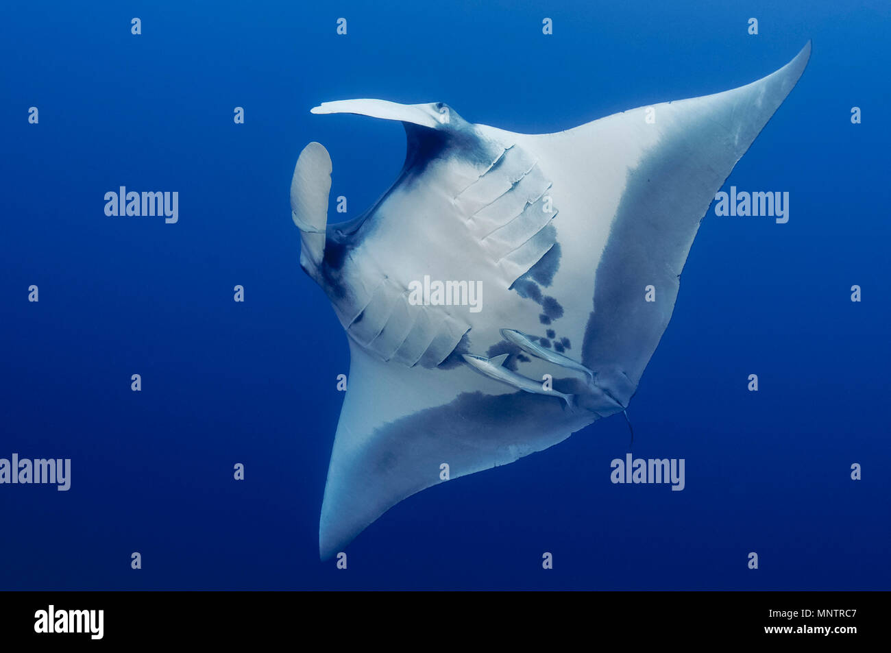 giant oceanic manta ray, Manta birostris, with common remora, Remora remora, Little Brother, Brother Islands, or El Ikhwa Islands, Egypt, Red Sea, Ind Stock Photo