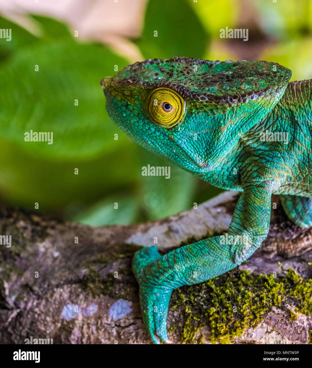 Chameleon in the primeval forests of the Andasibe National Park, Eastern Madagascar Stock Photo