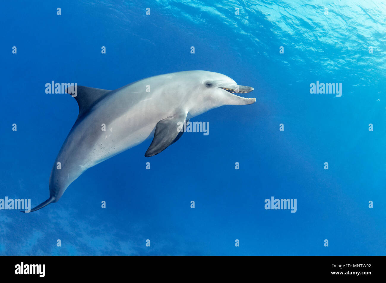 Indo-Pacific bottlenose dolphin, Tursiops aduncus, Yellow Fish Reef, Abu Nuhas, Strait of Gubal, Egypt, Red Sea, Indian Ocean Stock Photo