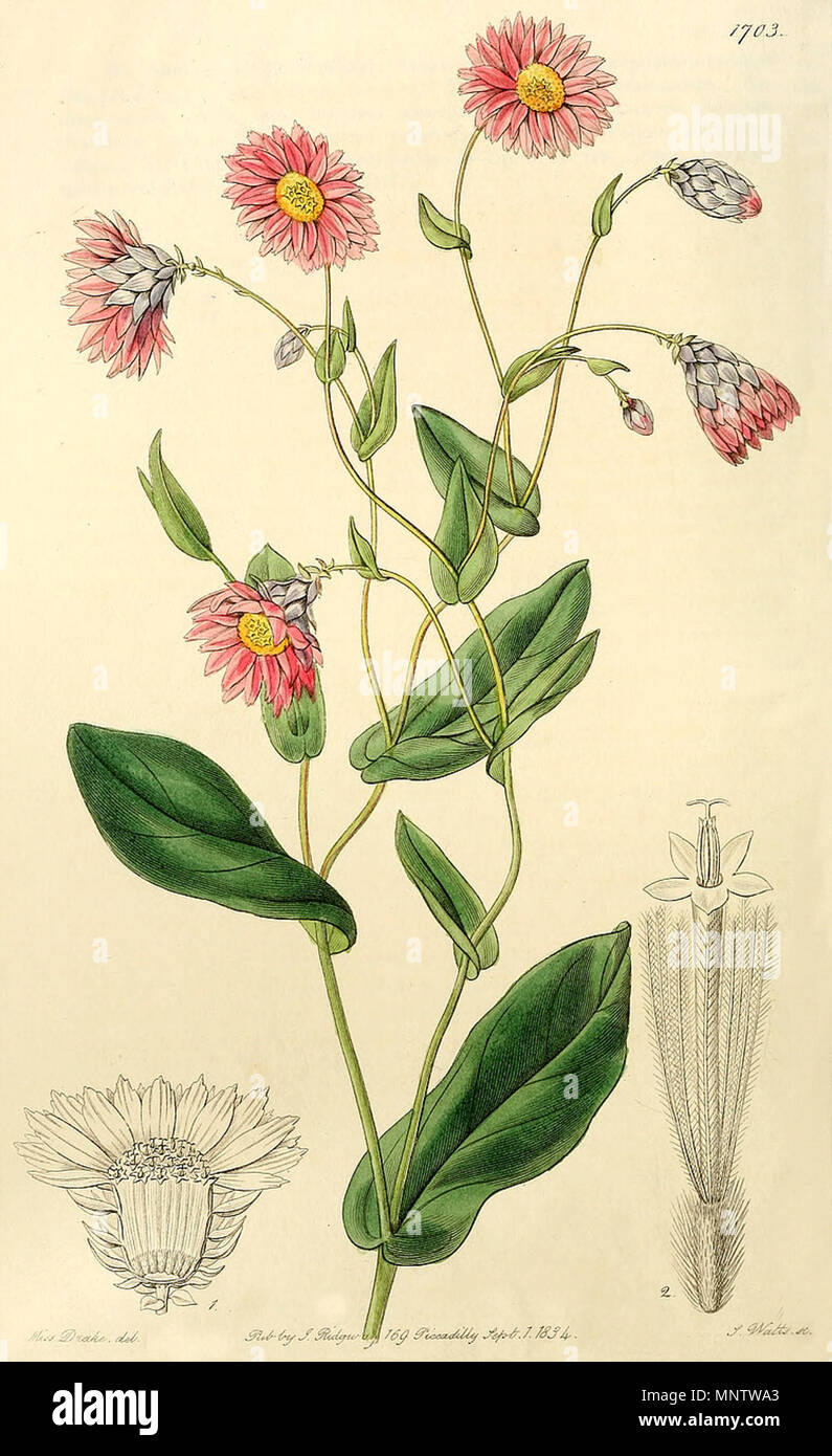 . Illustration of Rhodanthe manglesii (Helipterum manglesii (Lindl.) Benth.) . 1834. Sarah Drake 1059 Rhodanthe manglesii (Drake) Stock Photo
