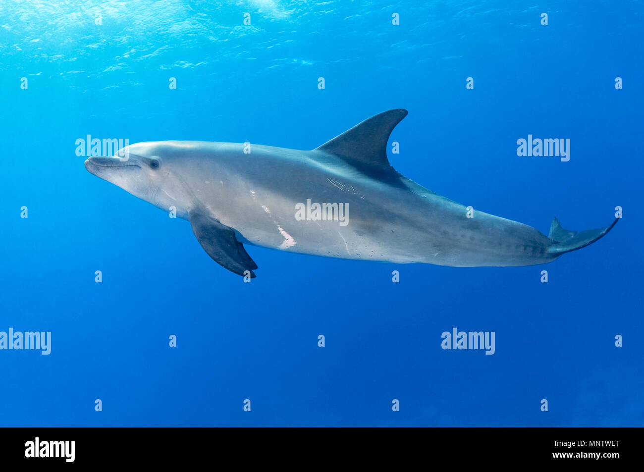 Indo-Pacific bottlenose dolphin, Tursiops aduncus, Yellow Fish Reef ...