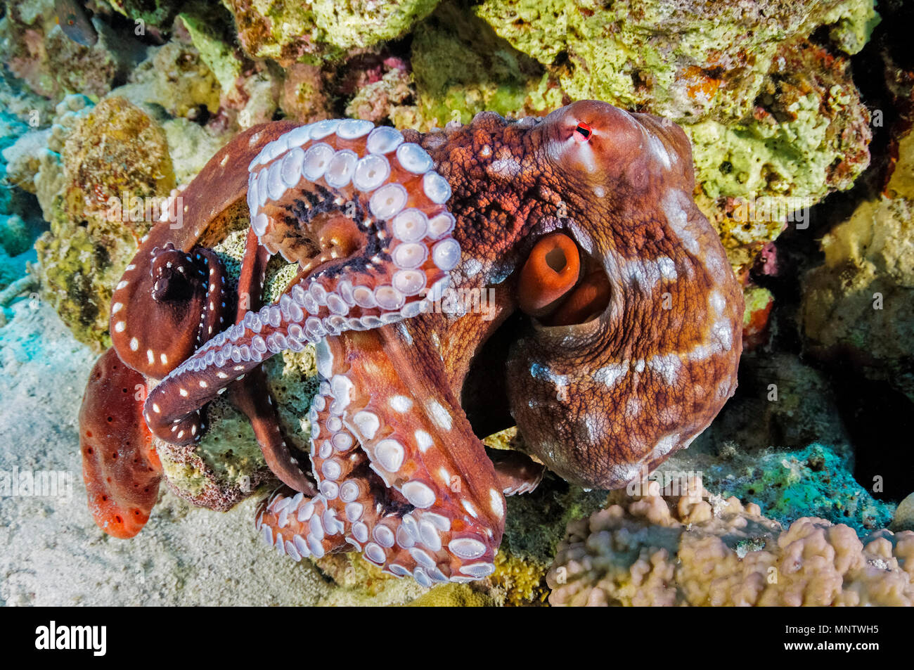 white-spotted octopus, Callistoctopus macropus, demonstrating its instant color change ability in sequence, Giftun Island Reef, Hurghada, Egypt, Red S Stock Photo