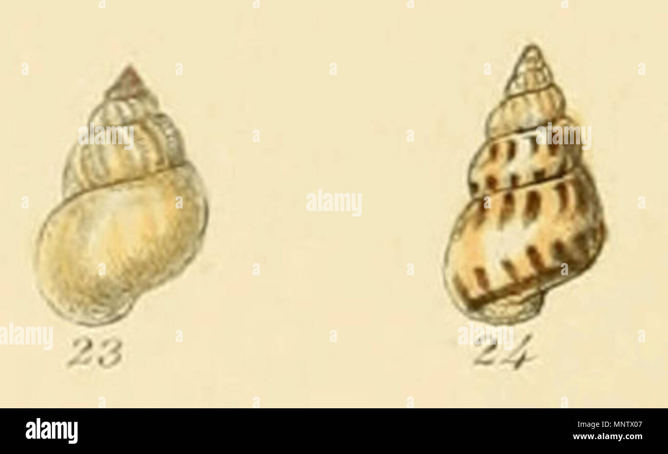 . English: Rissoa inconspicua Alder, accepted as Pusillina inconspicua[1]. From Illustrated Index of British Shells, Plate XIII., Figs. 23 & 24. 1859.   George Brettingham Sowerby II  (1812–1884)     Description naturalist and illustrator  Date of birth/death 25 March 1812 26 July 1884  Location of birth/death Lambeth Wood Green  Authority control  : Q1223045 VIAF: 73969050 ISNI: 0000 0000 8153 9905 LCCN: n88669749 NLA: 35246704 GND: 117648485 WorldCat 1063 Rissoa inconspicua (Sowerby) Stock Photo