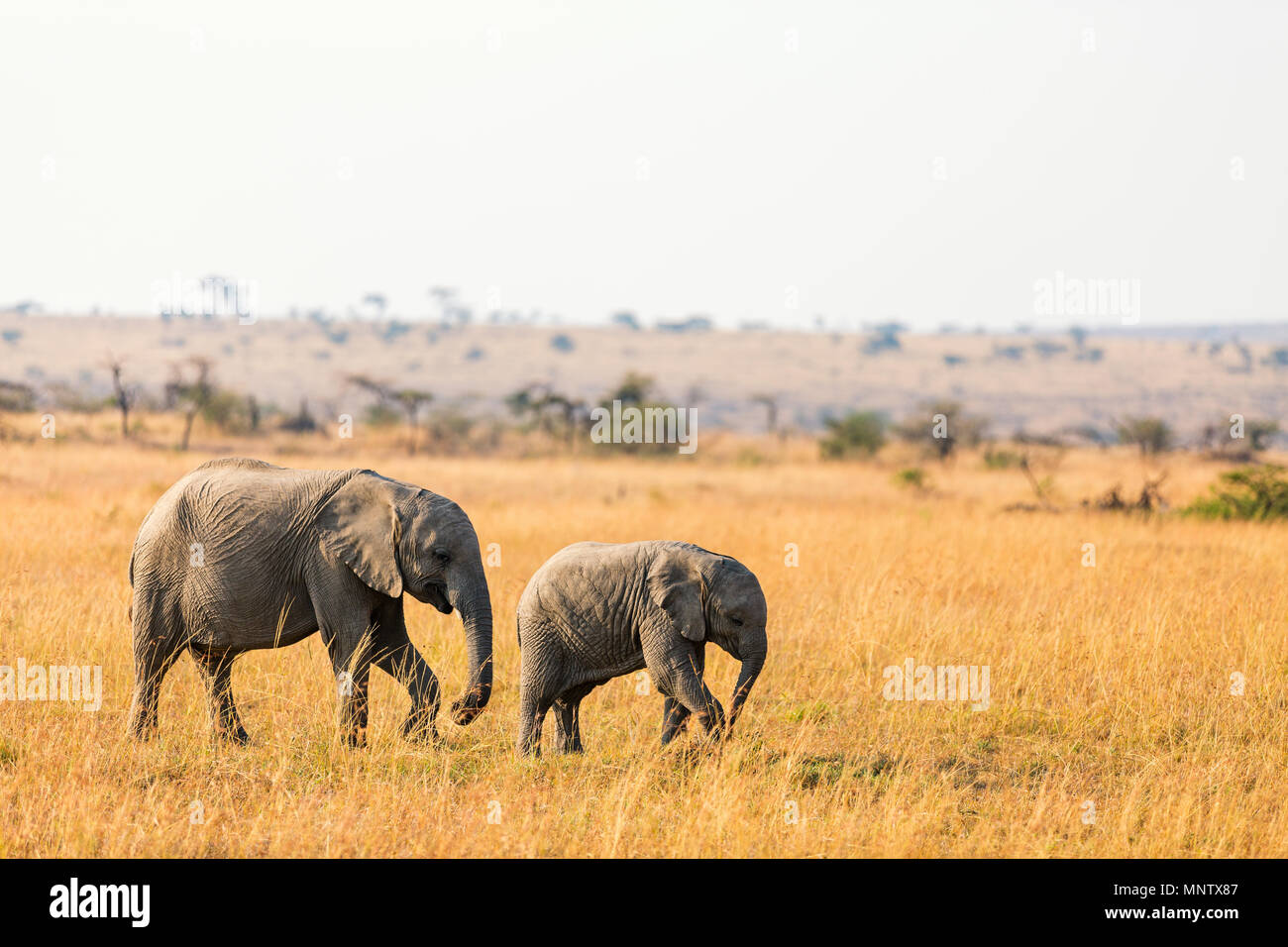 Elephants in safari park in Kenya Africa Stock Photo
