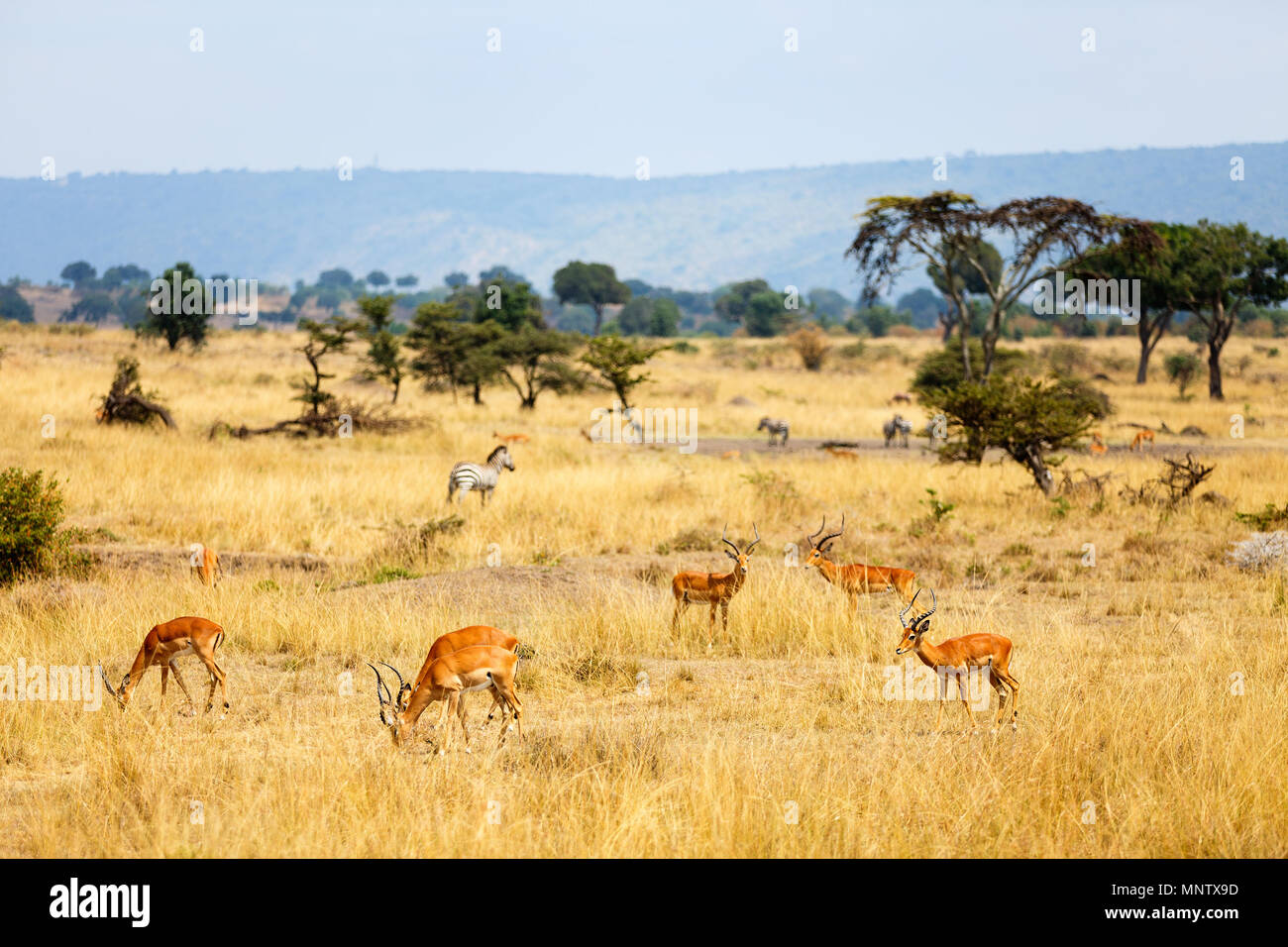 Group of impala antelopes and zebras in savanna in Masai Mara safari park Kenya Stock Photo
