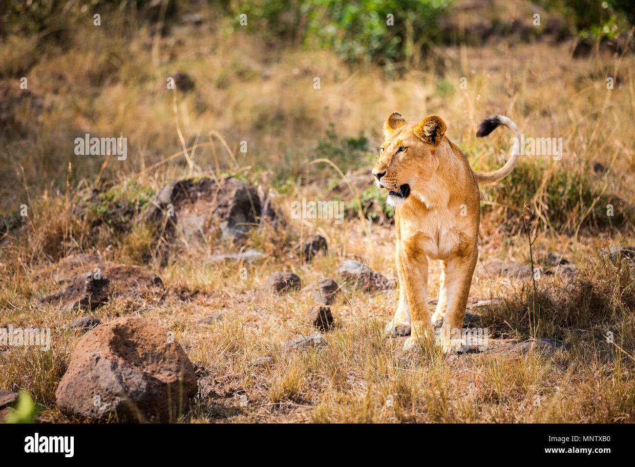 Female lion in national reserve in Kenya Stock Photo