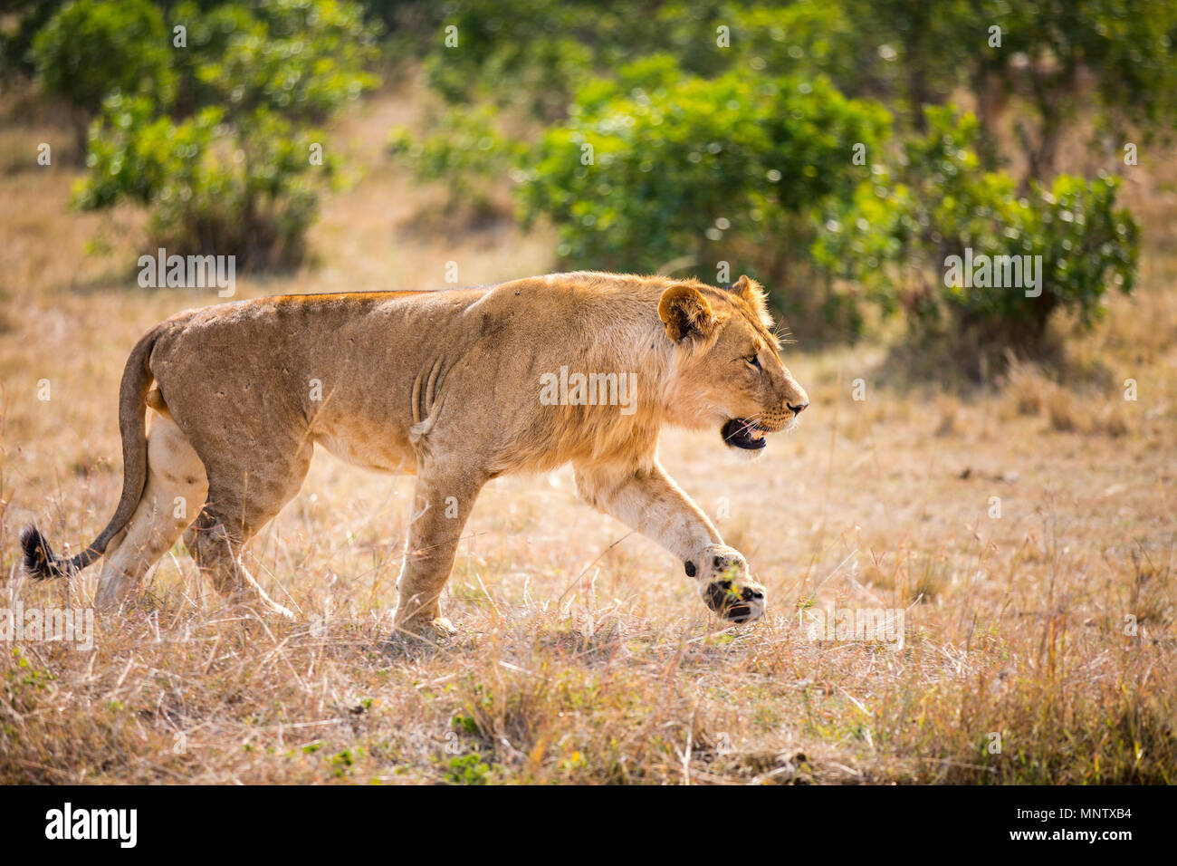 Female lion in national reserve in Kenya Stock Photo