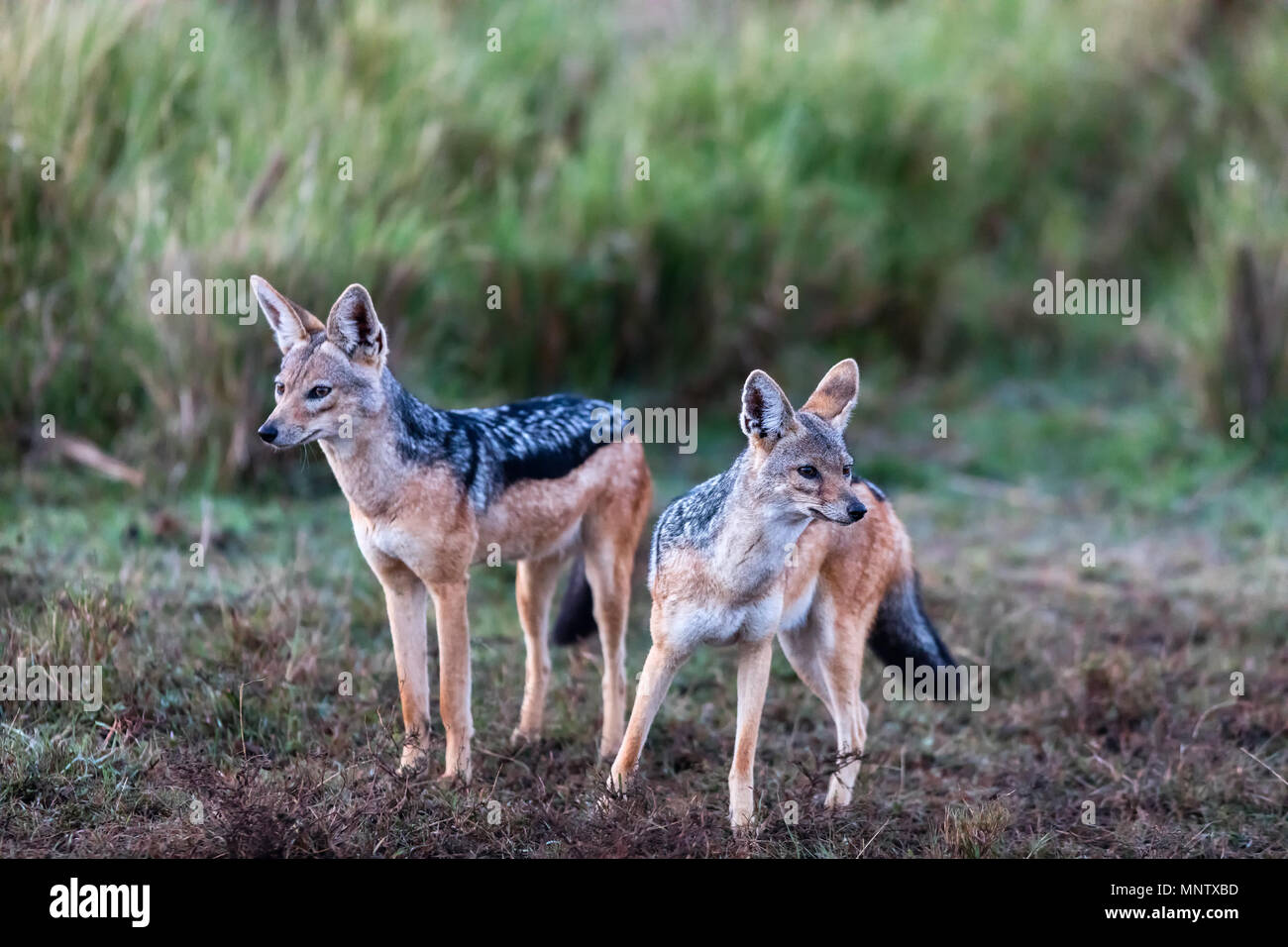 Two jackals in Masai Mara national park Kenya Stock Photo