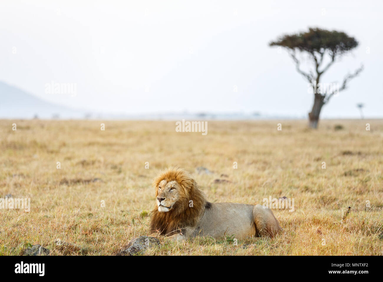 Male lion lying in grass in savanna in Africa Stock Photo