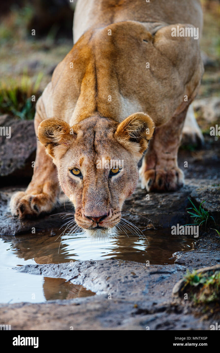 Close up of lioness drinking water after feeding Stock Photo