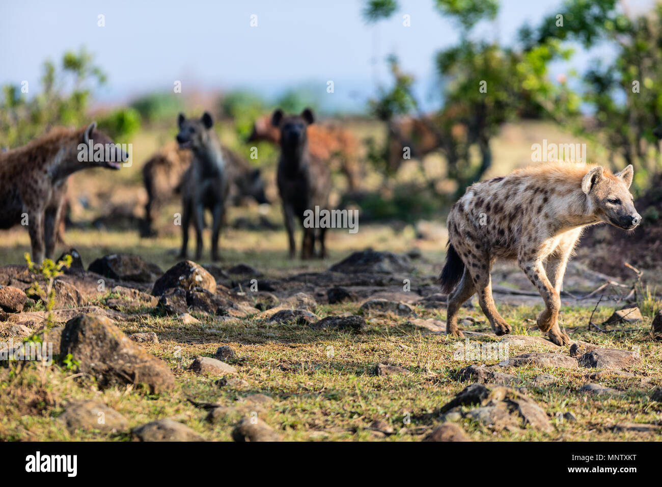 Hyenas in safari park in Kenya Stock Photo