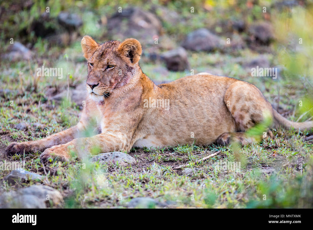 Young lion in national reserve in Kenya Stock Photo