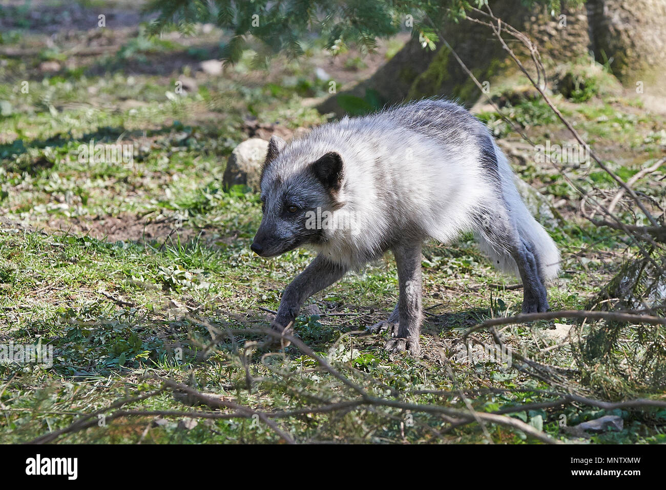 Arctic fox in its natural habitat in the summer Stock Photo - Alamy