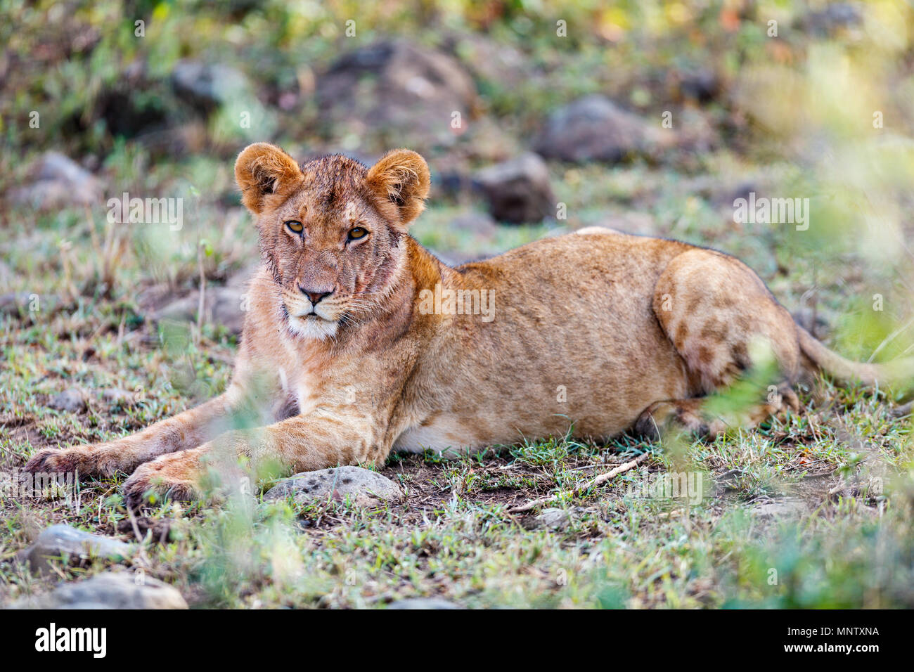Young lion in national reserve in Kenya Stock Photo