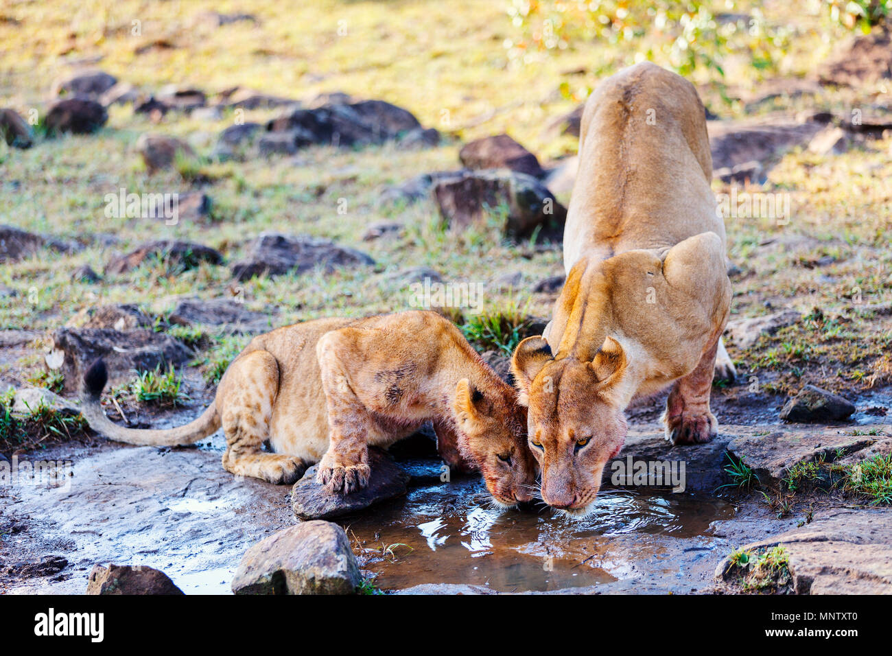 Close up lions mother and her cub drinking water in Masai Mara national reserve in Kenya Stock Photo