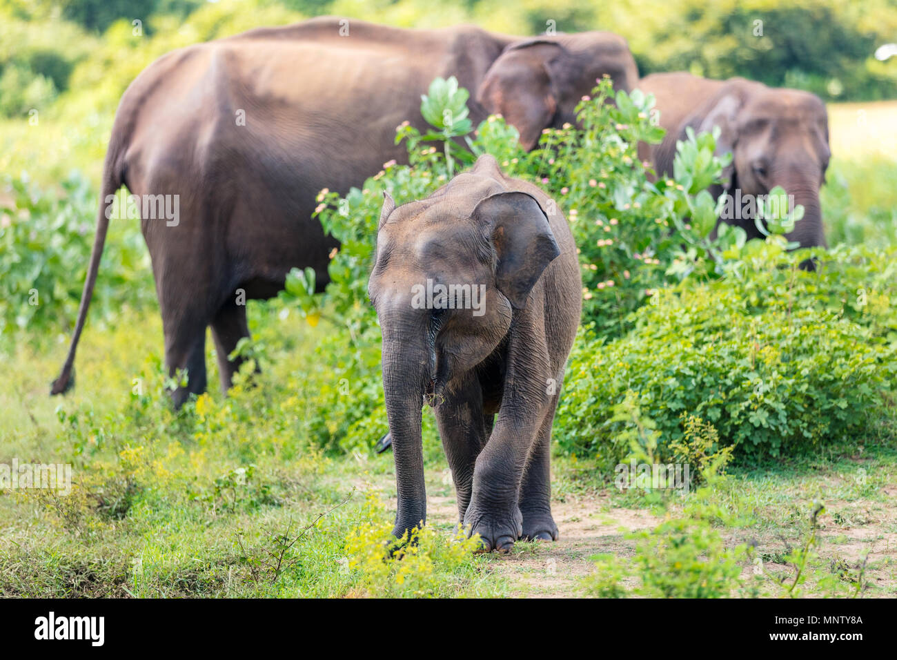 Sri Lankan wild elephants in safari national park Stock Photo