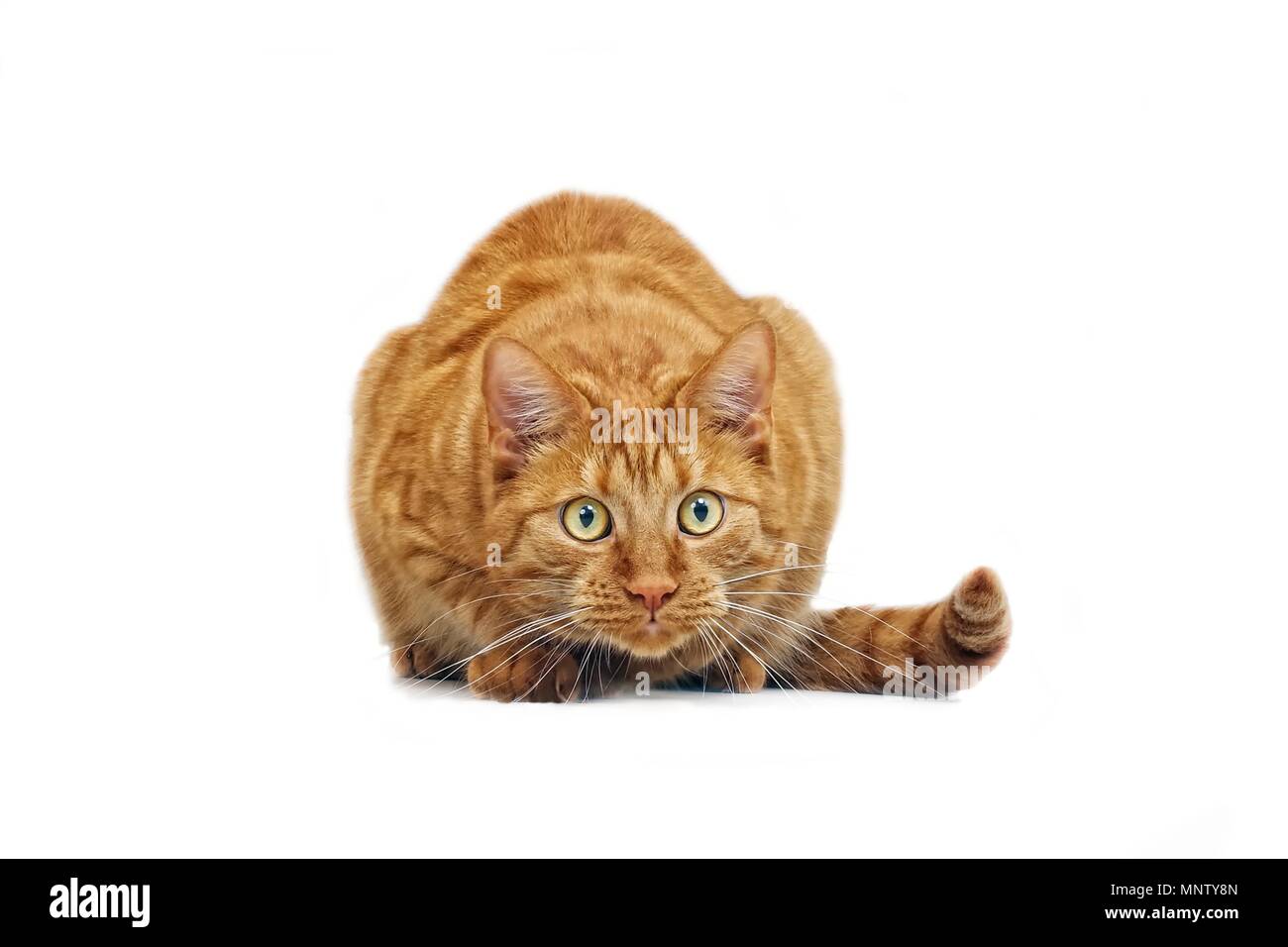 Ginger cat in ambush - isolated on white background. Stock Photo