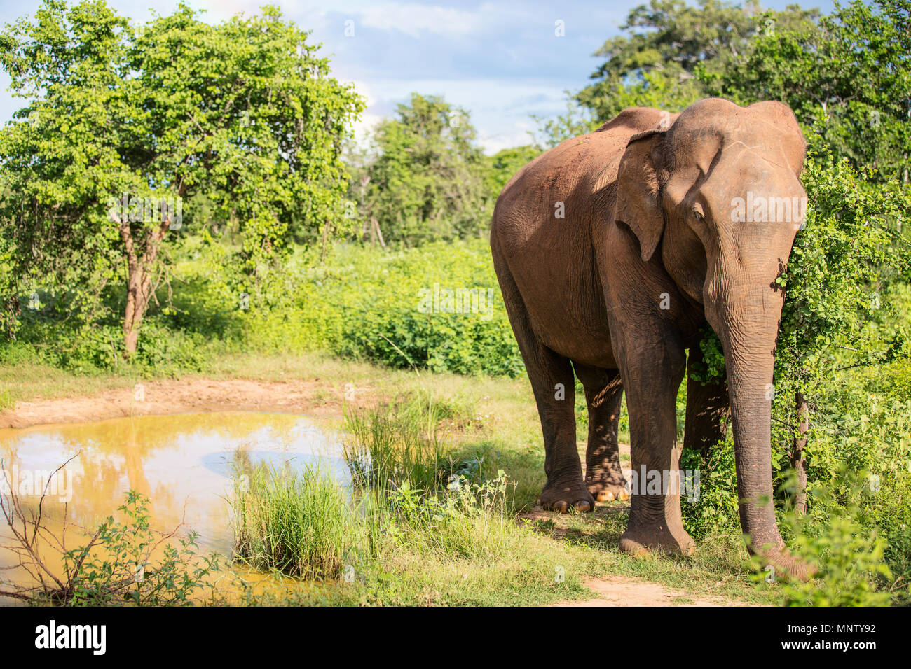 Sri Lankan wild elephant in safari national park Stock Photo