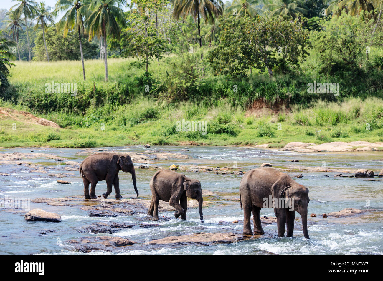 Sri Lankan wild elephants at riverbed drinking water Stock Photo