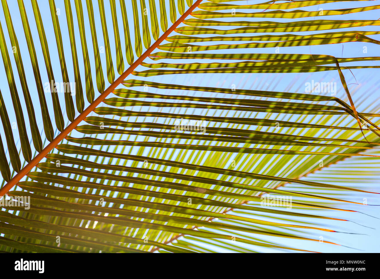 Green palm tree leaves hi-res stock photography and images - Alamy