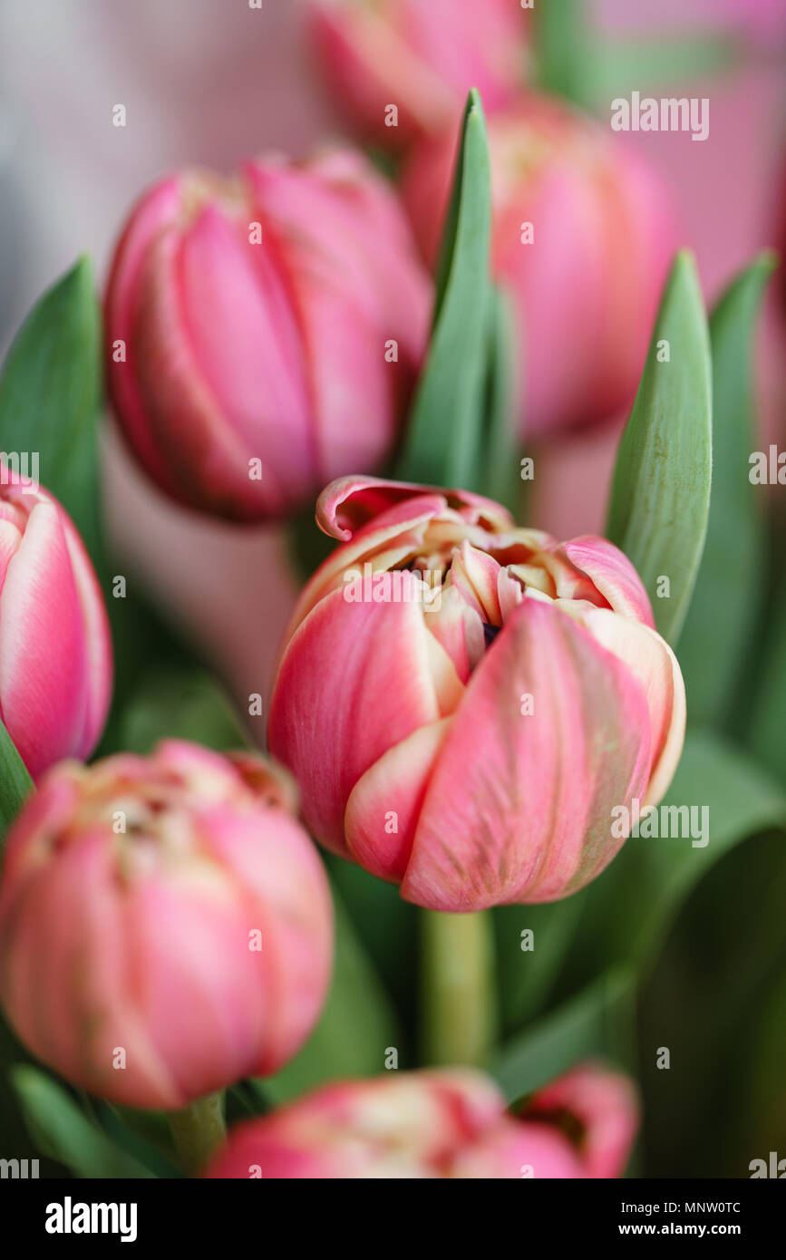 Close-up tulips. Multi color pink flower bud with many petals. Floral  background photo. Lovely flowers in glass vase. Beautiful spring bouquet.  Floral composition, daylight. Wallpaper Stock Photo - Alamy, image size:867x1390