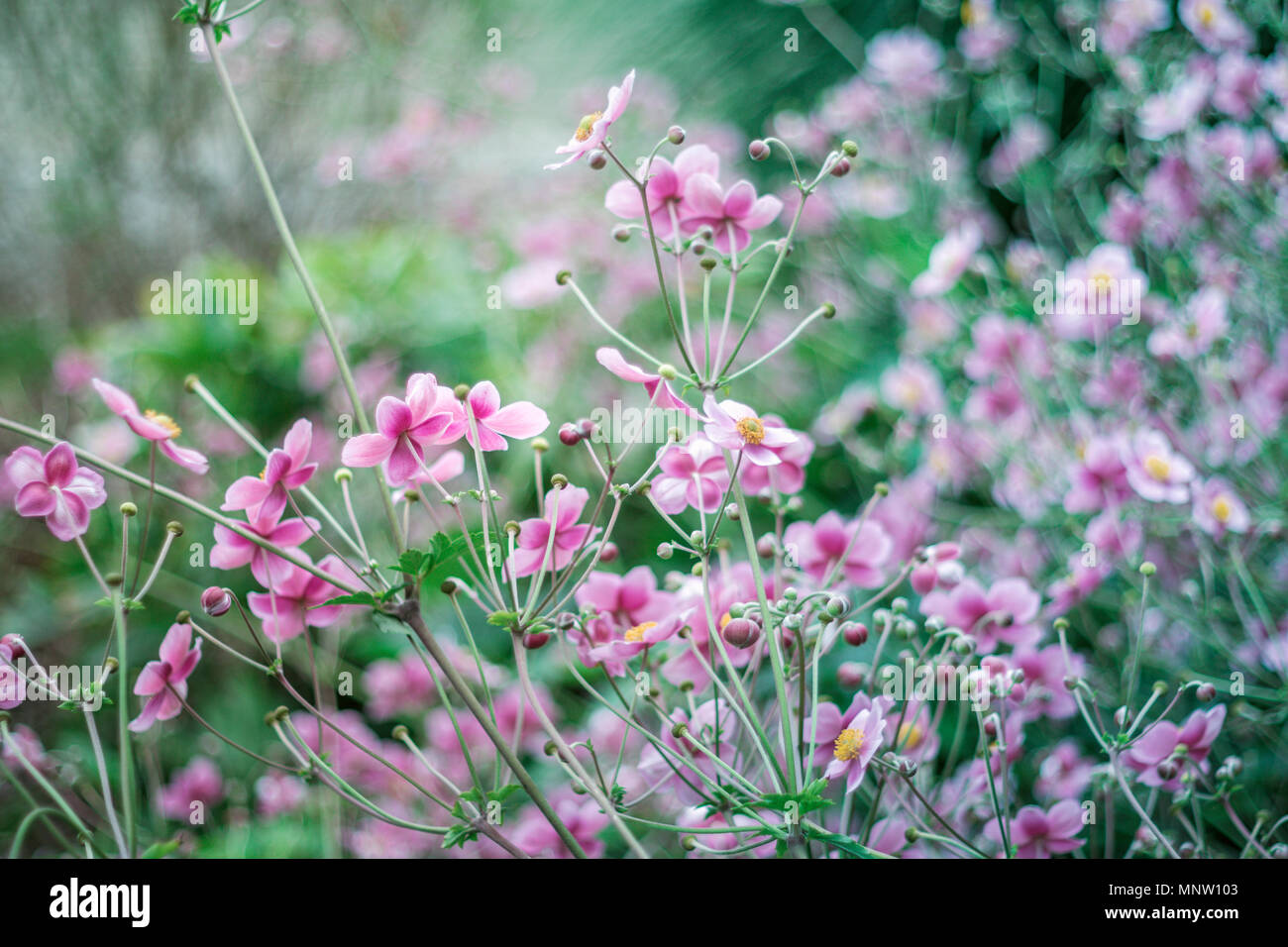 A bright and airy field of small, pink spring flowers. Stock Photo