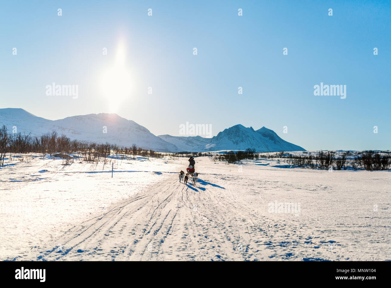 Husky dogs are pulling sledge with family of father and daughter on sunny winter day in Northern Norway Stock Photo