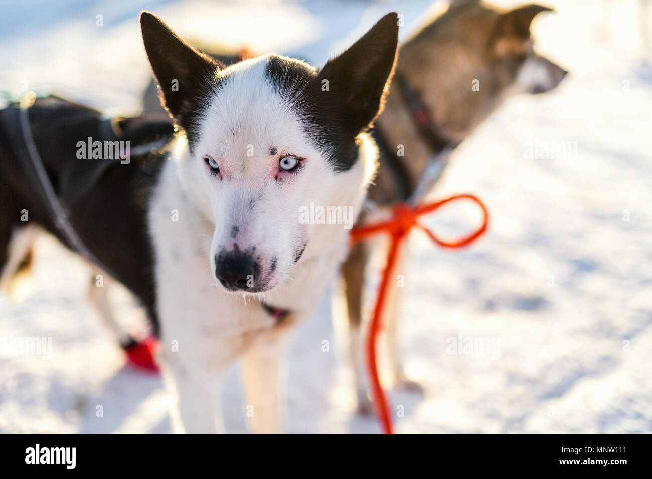 Husky kennel visit in Northern Norway Stock Photo: 185561069 - Alamy