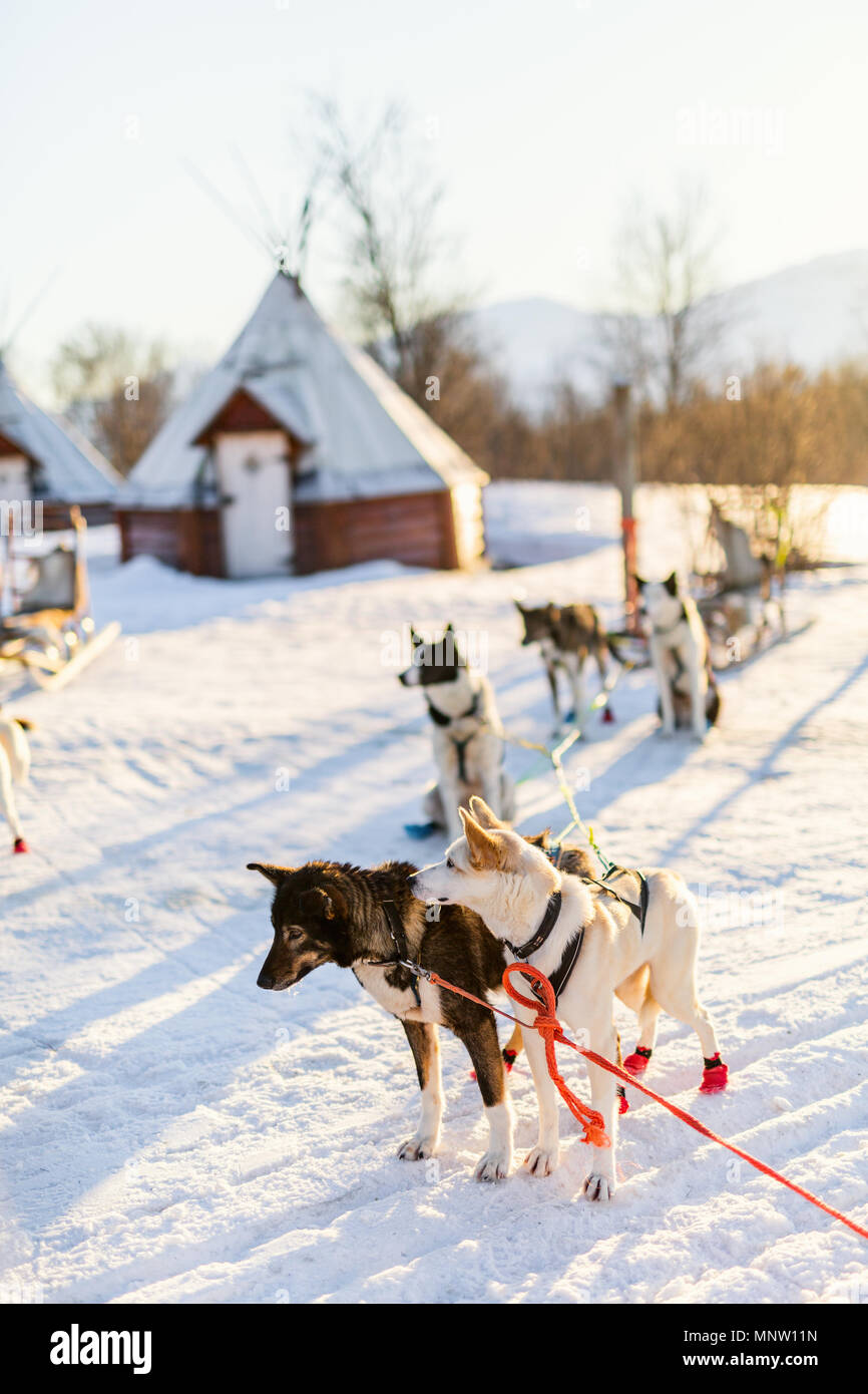 Husky kennel visit in Northern Norway Stock Photo Alamy
