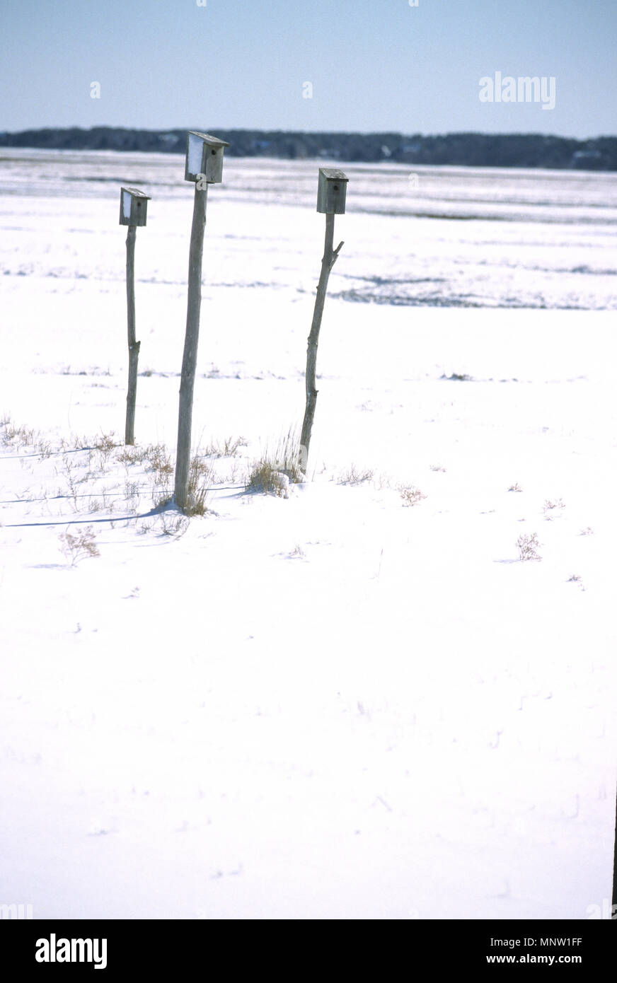 Bird boxes in a snow covered marsh in Sandwich, Massachusetts, USA on Cape Cod Stock Photo