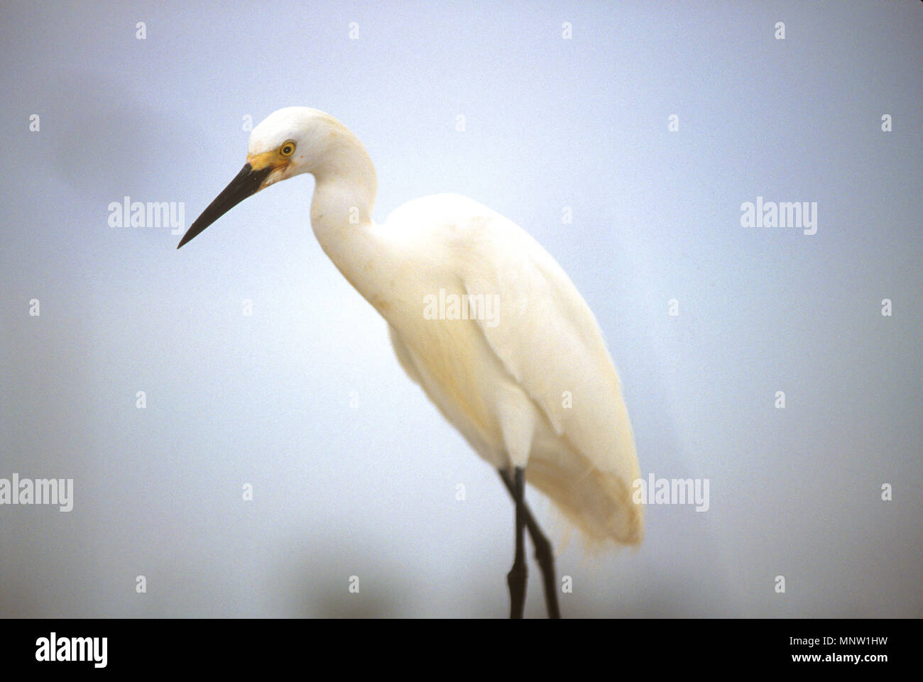 A Snowy Egret (Egretta thula) on the docks in Clearwater, Florida, USA Stock Photo