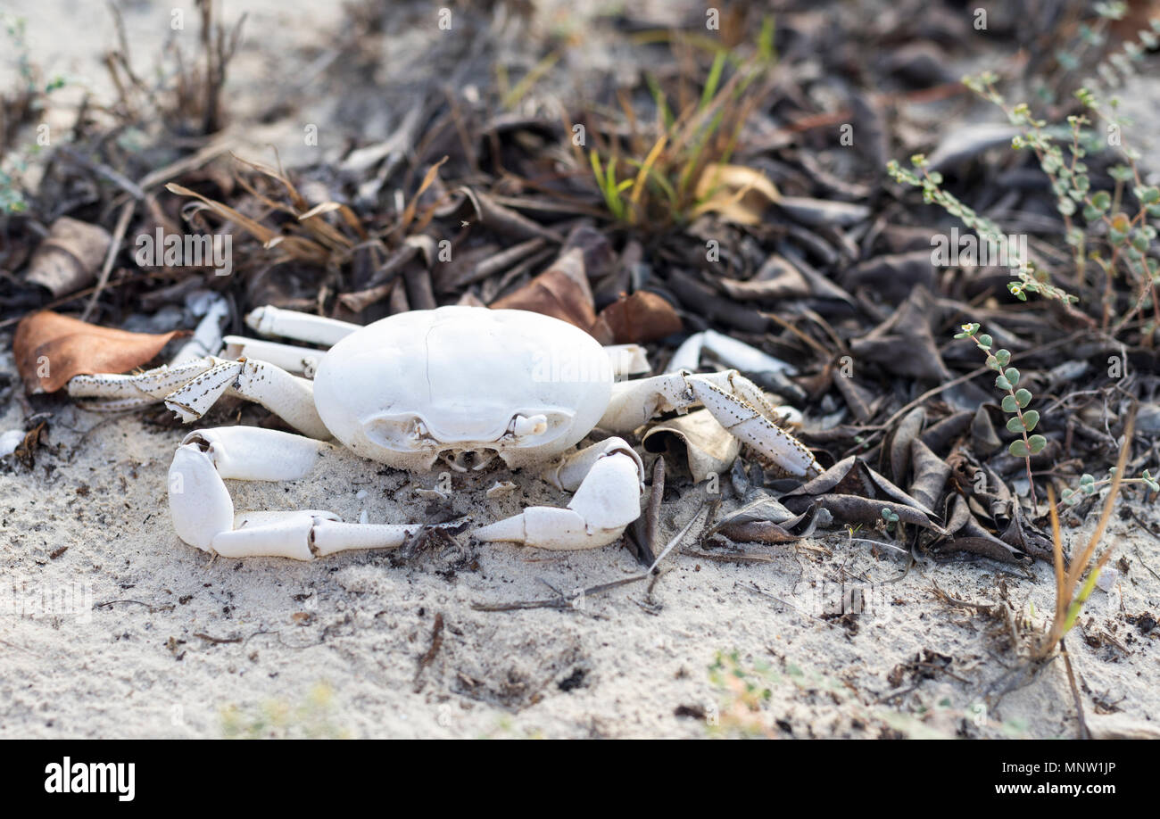 A crab shed its shell and left it behind to bleach out in the hot Caribbean sun Stock Photo