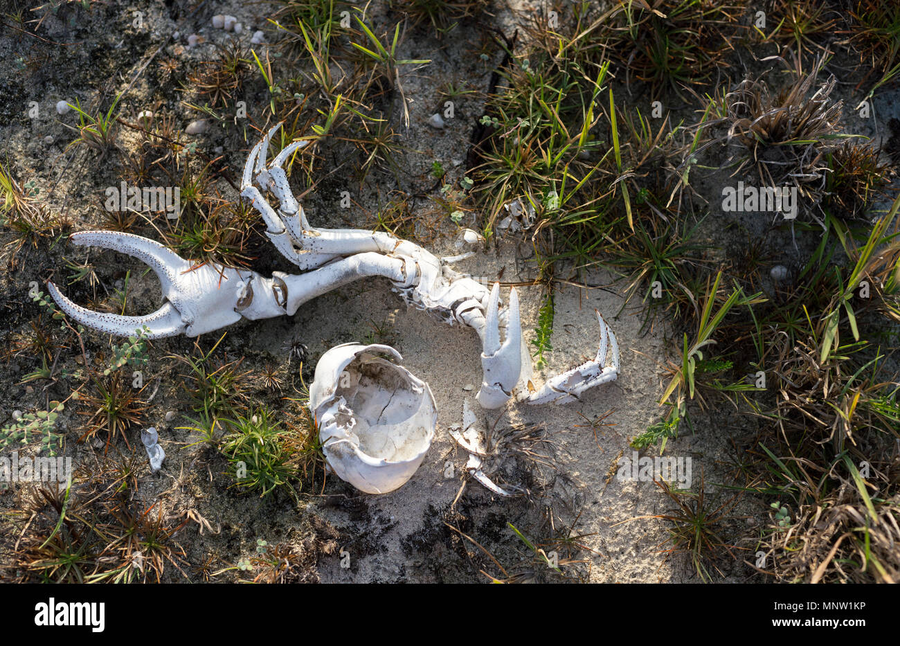 A crab shed its shell and left it behind to bleach out in the hot Caribbean sun Stock Photo