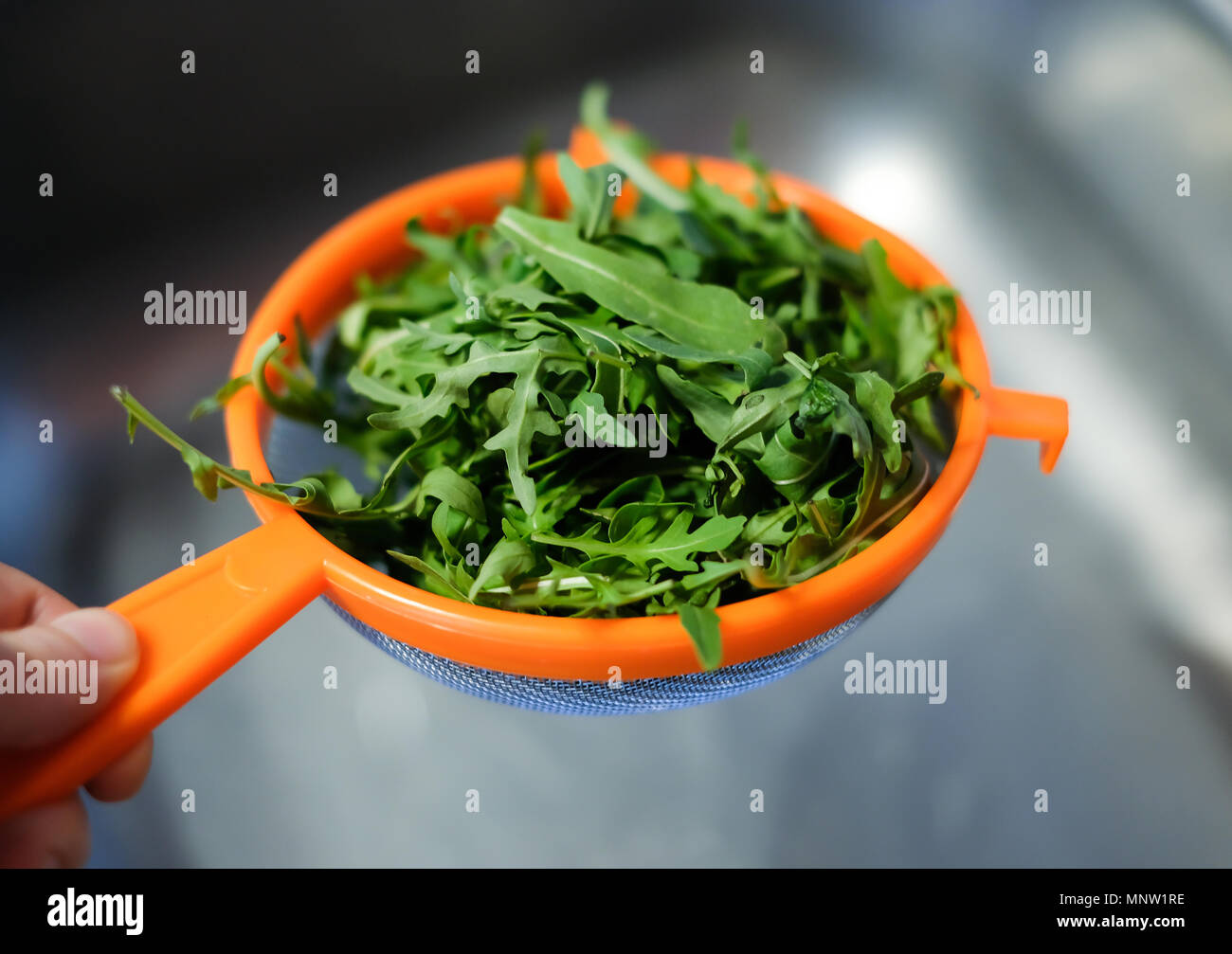 A female hand holds a fresh fragrant rukkola in a colander on the background of a metal sink. Wash greens before eating or cooking Stock Photo