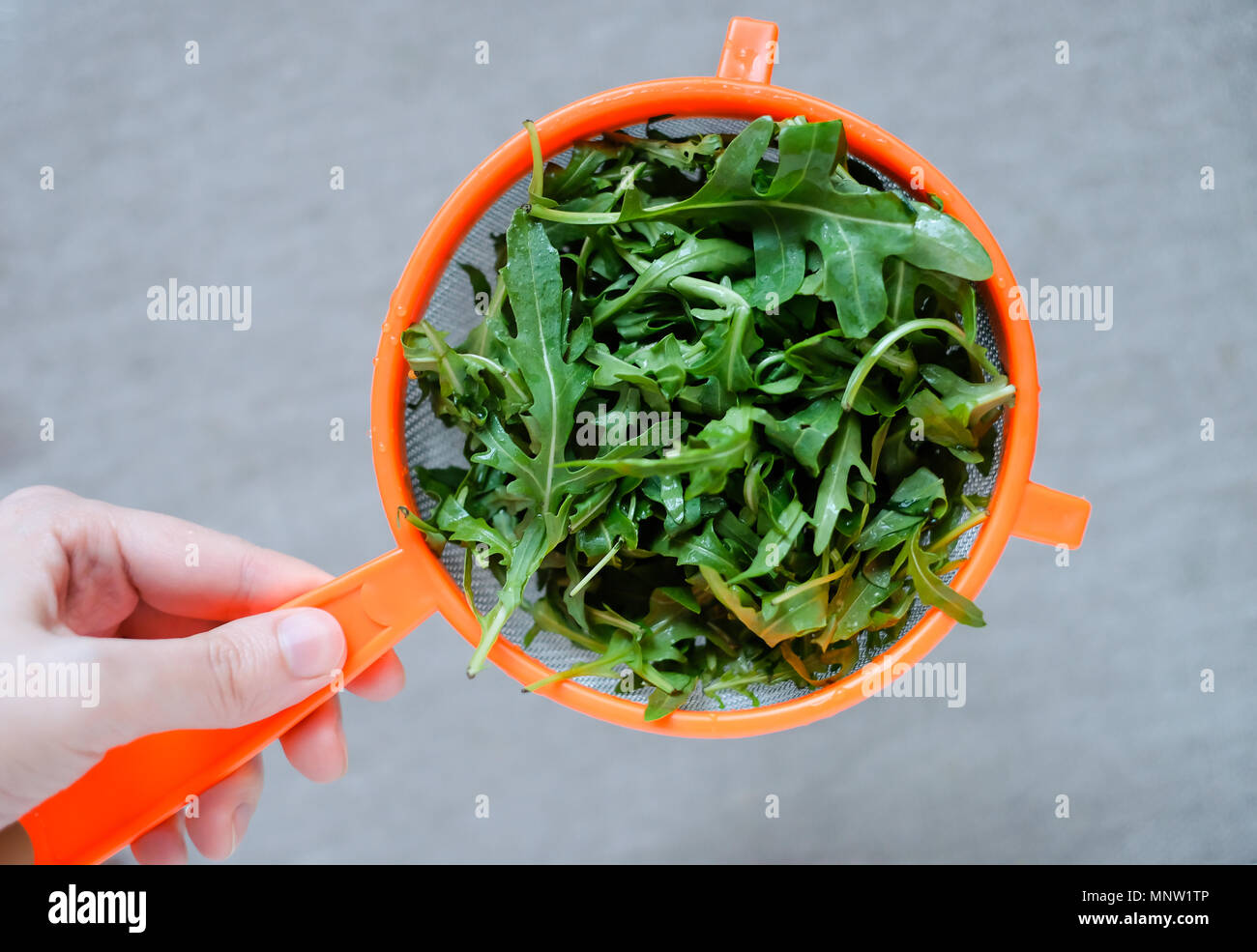 A female hand holds a fresh fragrant rukkola in a colander on a neutral light background. Wash greens before eating or cooking Stock Photo