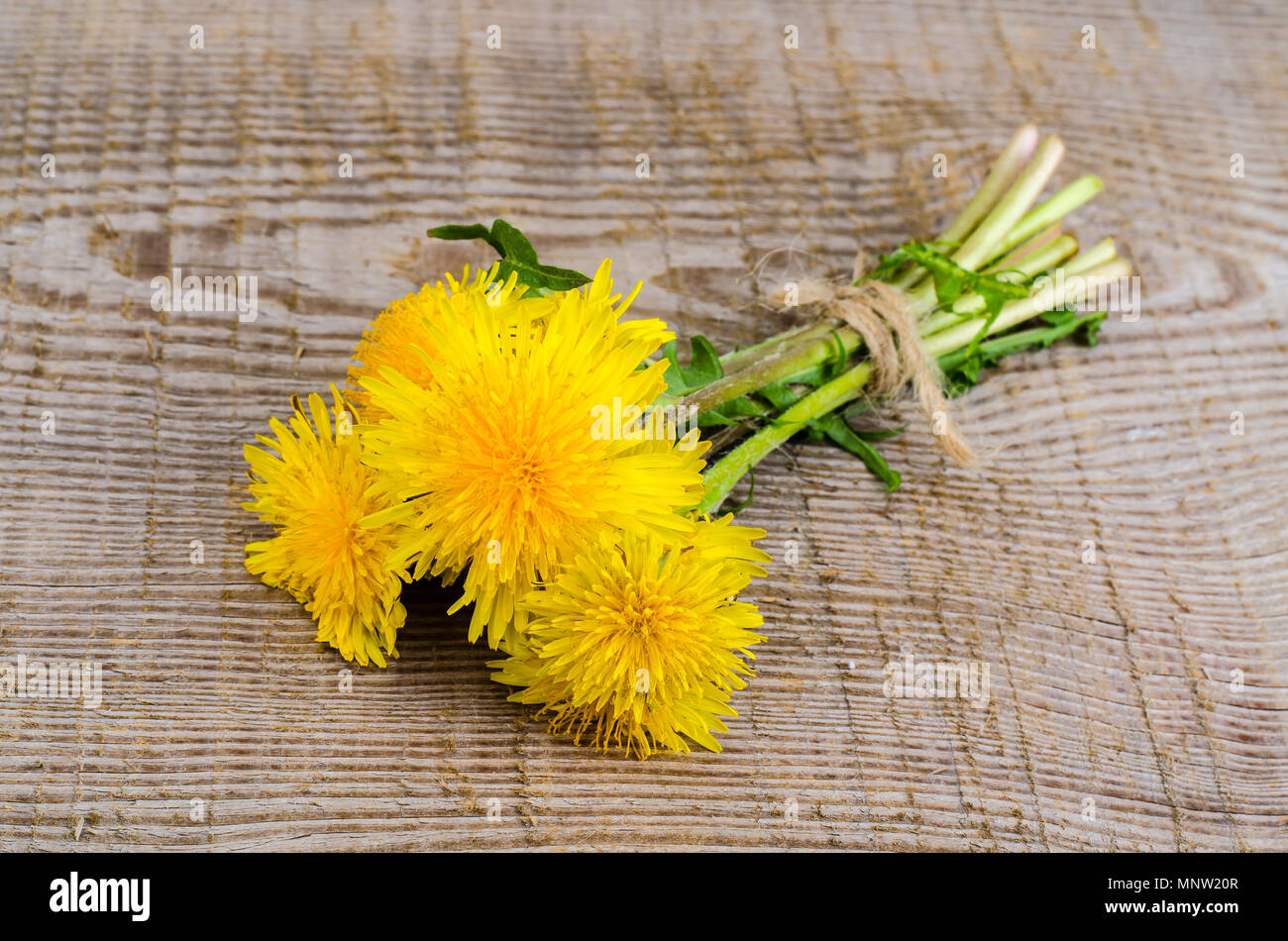 Yellow blossoming dandelions on wooden surface. Studio Photo Stock Photo