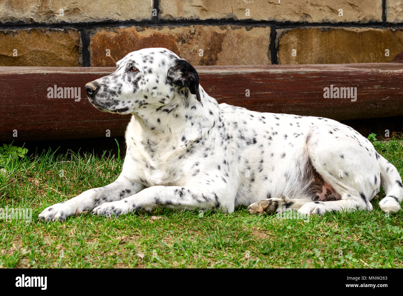 Adult dalmatian dog in nature hi-res stock photography and images - Alamy