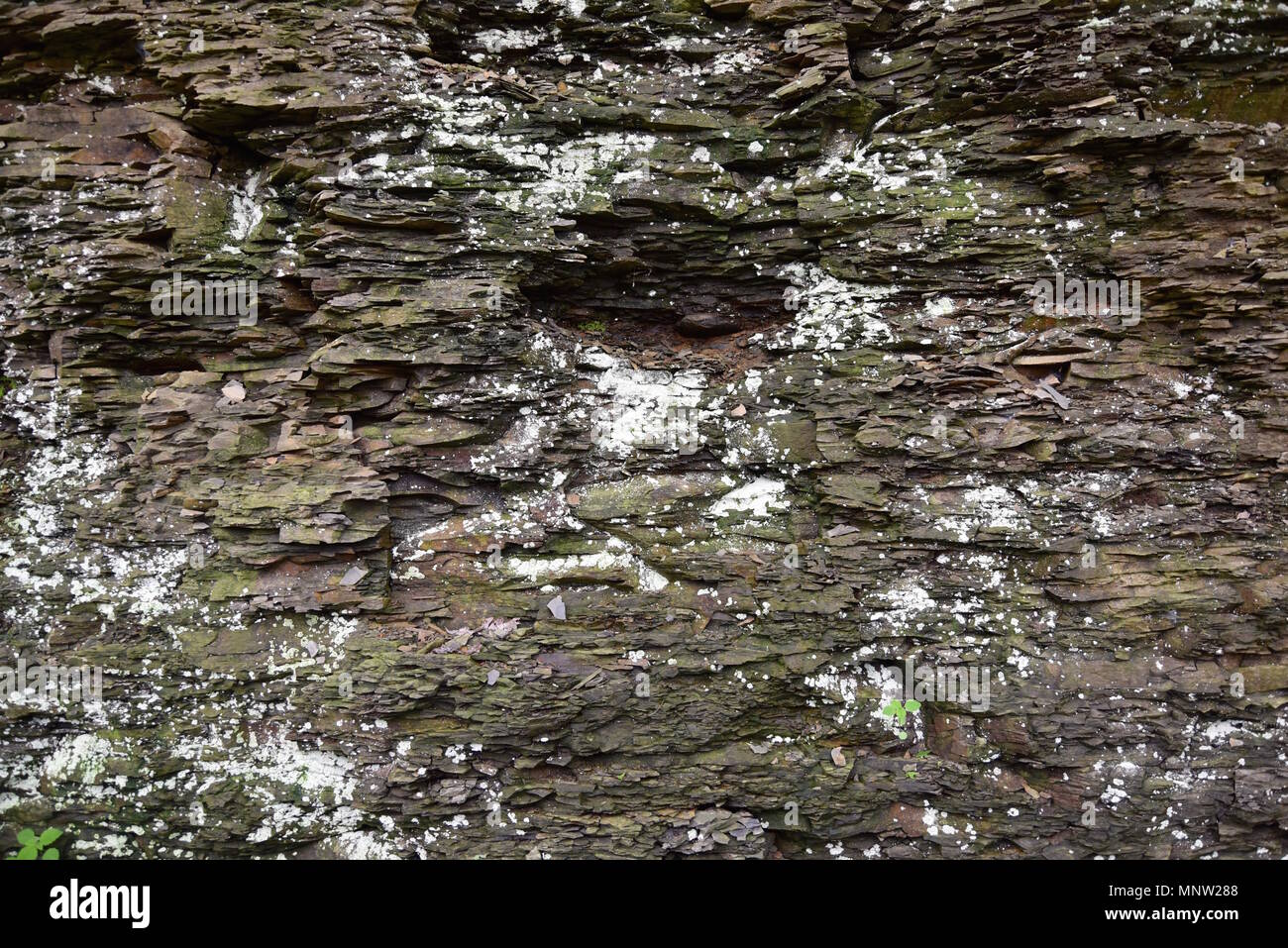 Abstract background of a shale rock wall covered in lichens Stock Photo ...