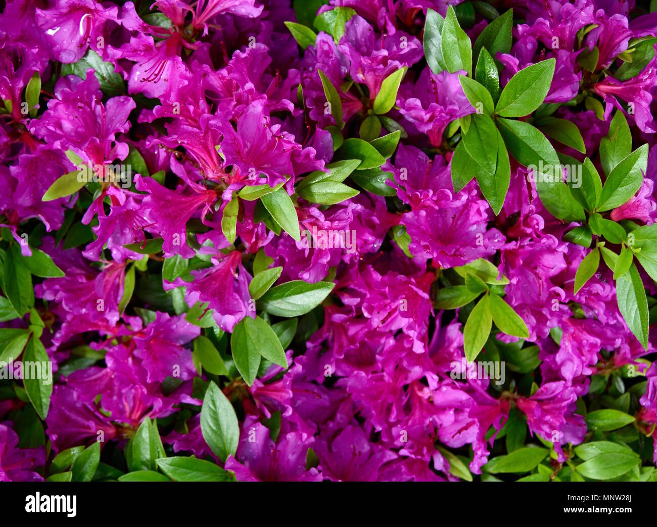 A cluster of violet azalea flowers and green leaves in a garden Stock Photo  - Alamy